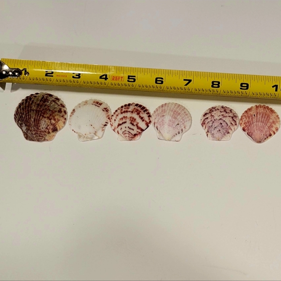 Hand Picked Purple Maroon Gray And Pink Colored Shells 10 Count As Shown Plus 15 - Picture 6 of 7